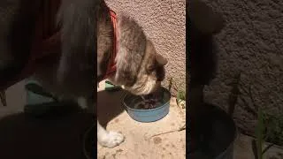 Miniature : Une journée au pré des poneys avec nos chiens 🐶🐴 #shorts #equitation #chiens #chevaux #poneys #vlog