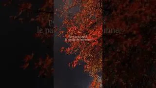 Miniature : Pov : tu vois dans le paradis de l’automne 🤎 #automne #pyrenees #nature