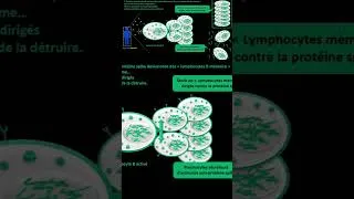 Miniature : Immunité SARS CoV 2