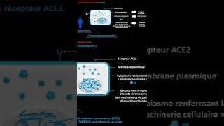 Miniature : Infection par le SARS CoV 2