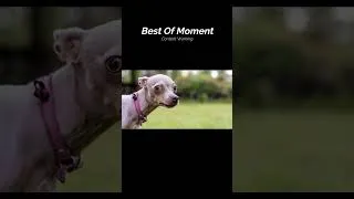 Miniature : BestOf Content Warning #foryou #humour #pourtoi #youtube #best #of #bestof #humour #funny