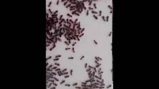 Miniature : Colonie de fourmis Lasius Niger 2