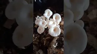 Miniature : culture de champignons 🍄 🍄 🍄