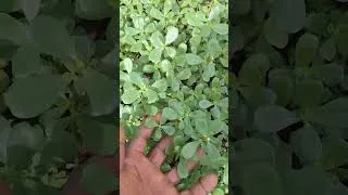 Miniature : pourpier au jardin