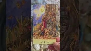 Miniature : guidance du jour avec le tarot murmure de la forêt 🌳 #cartomancie #tarot #tarotcards #guidancedujour