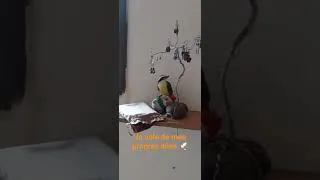 Miniature : partir...loin de mes parents ...pour voler de mes propres ailes. c' est ce que j ai fait ...🕊