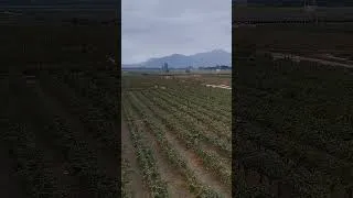 Miniature : Vue panoramique des 250 hectares du vignoble Tacama, à Ica #pérou #vignoble #ica #tacama