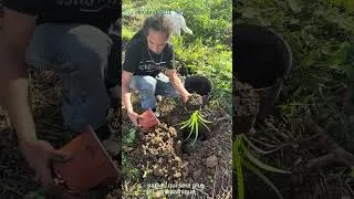 Miniature : Un sentier pour la biodiversité de l'îlot Song
