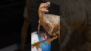 Miniature : T. rex : Le prédateur suprême | T. rex: The Ultimate Predator | 9 16