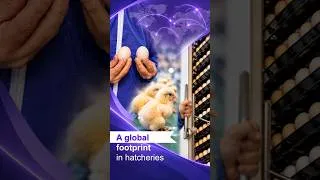 Miniature : C.H.I.C.K Program - A Global Footprint In Hatcheries