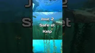 Miniature : Compte à rebours pour Subnautica 2, Jour 2: Safe et Kelp