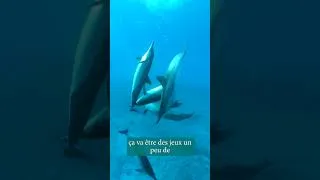 Miniature : #shorts Pourquoi les animaux jouent-ils ?