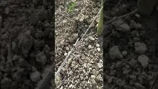 Miniature : Bout de vignes à domicile - Aube