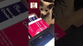 Miniature : Mon chat Cracker ... quel chasseur 😀