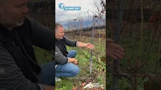 Miniature : Episode 4 : Les filets paragrêle pour une protection optimale des vignes