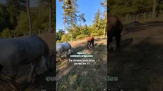 Miniature : alors tu préfères lequel? #licol #cheval #equitation #cavaliere
