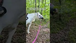 Miniature : on s'ennuie jamais avec elle 🤣 #cheval