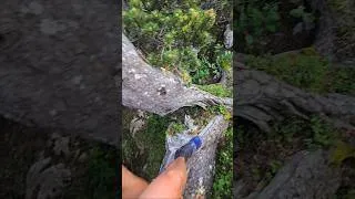 Miniature : Ce spot de bivouac incroyable ⛰️🤩 #hiking #bivouac #mountains