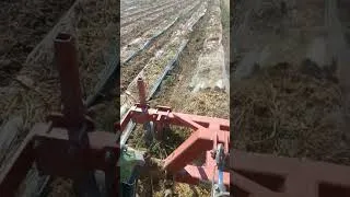 Miniature : Apres avoir broyer les melons j'enlève le paillage le plastique pour les personnes qui ne savent pas