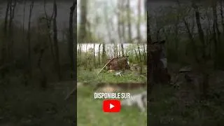 Miniature : une chasse de folie pour finir la saison (partie 6) #chasse #chien