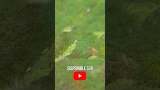 Miniature : une chasse de folie pour finir la saison (partie 3) #chasse #chien