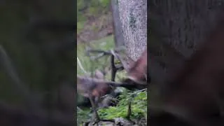 Miniature : King fight 🥷👑 #cerf #chasse #hunting