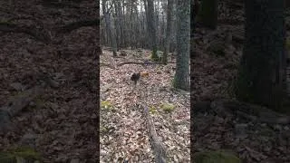Miniature : 😴😴😴 #chasse #renard #hunting