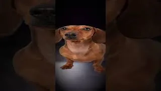 Miniature : Je me suis encore chi* dessus en forêt #funny #gitan #shorts #drôle