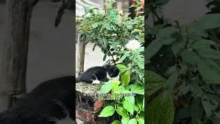 Miniature : Cat #cat #cute