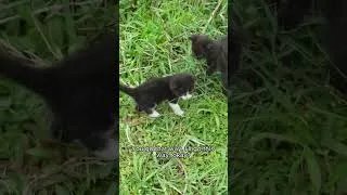 Miniature : How can the kitten find its mother? #cat #animals