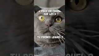 Miniature : perso je prend le 3 😍 et vous ? #chat #chatmignon #choix #chartreux #bengal #sphynx #chats