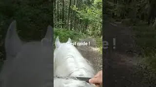 Miniature : C'est raide ! #percheron #cheval #forêt #aventure