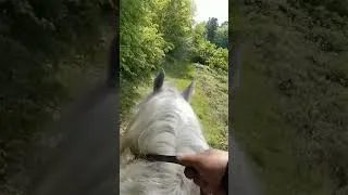 Miniature : Et hop ! #percheron #cheval #forêt #aventure