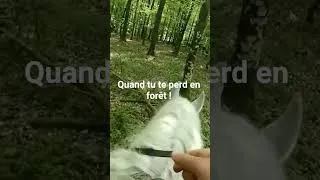 Miniature : Perdu en forêt de Perseigne #percheron #cheval #forêt