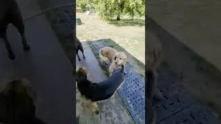 Miniature : Nash est propre... pour combien de temps ? 😂 #chien #humour #pension