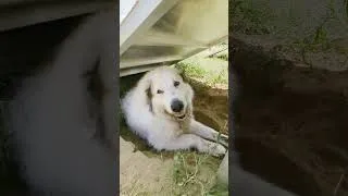 Miniature : Cette catégorie de chiens en pension... 🔥