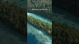 Miniature : And you? 😏 #indonesia #eastasia #borneo #diving #freediving #asia #shortvideo #travelshorts