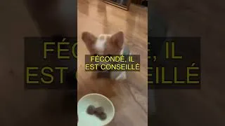 Miniature : Titre : Les secrets pour gérer la chaleur chez votre chien : 10 erreurs à éviter