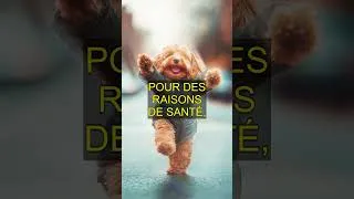 Miniature : Pourquoi vous ne devriez pas élever des chiens : les vérités dérangeantes