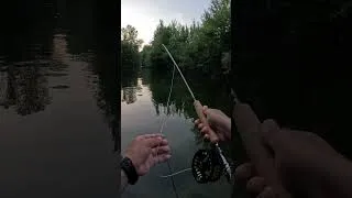 Miniature : Un moment de plénitude hors du temps 🙏🏻 #fishing