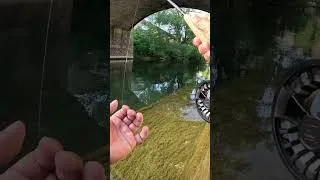 Miniature : Le meilleur moment de la journée 🙏🏻 #fishing