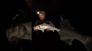 Miniature : Big Fish On the Beach                   #caperlan #fishing #surfcasting #pesca #pêche #shorts