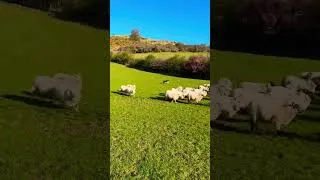 Miniature : Le gardien des plaines : le chien de berger et son troupeau
