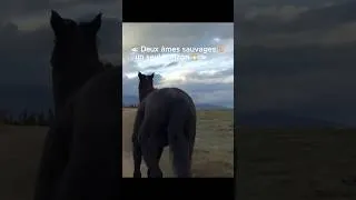 Miniature : 🐎 Deux âmes sauvages, un seul horizon 🌅