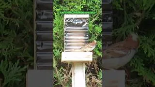 Miniature : CLIP VIDÉO - Les petits visiteurs du matin 🐦#chtiscreanature #jardin #oiseaux #nature #matin #birds
