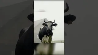 Miniature : Pas besoin de réveil 🐄🔔