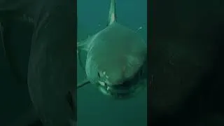 Miniature : 🦈Attention aux requins ils sont faim 📢 #lasaisonderequins #filmcomplet #suspense #nanar