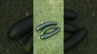 Miniature : Ce matin je récolte des courgettes 😋😊