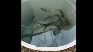 Miniature : Premier repas de mes truites, 1 semaine après l’installation de mon système aquaponique 🥰😋