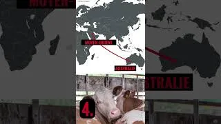 Miniature : Stop aux transports d'animaux vivants